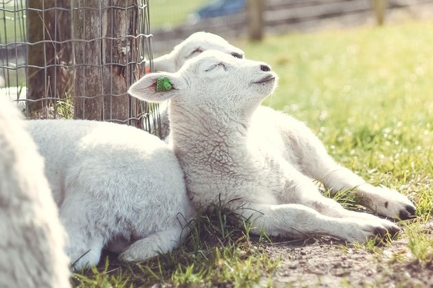 Omdedobben Lammetjesdagen2 Af9a9740