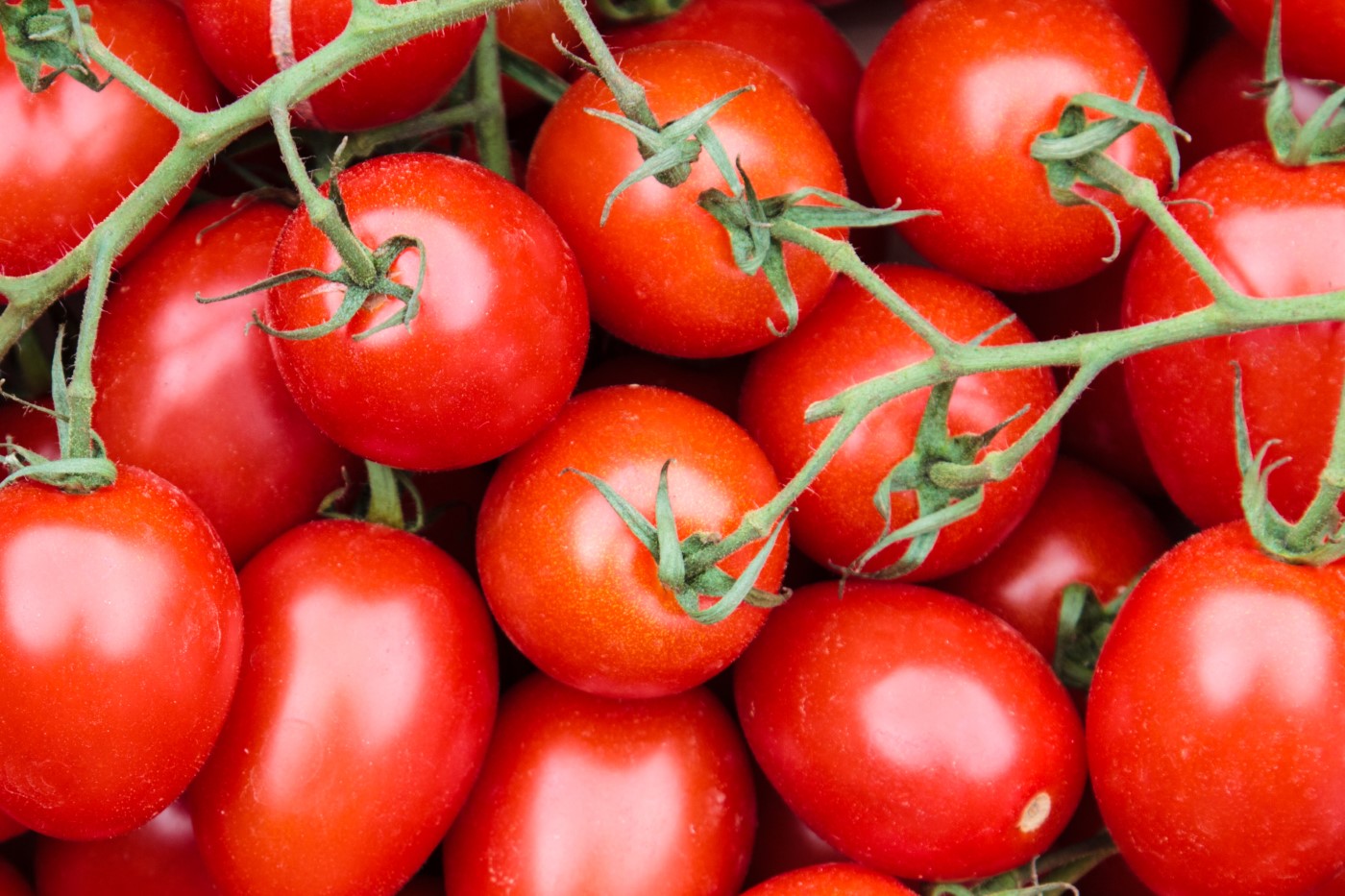 Fresh Tomatoes